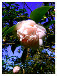 A Rose in Pink by Ana-D