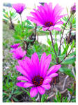 Purple Flowers by Ana-D