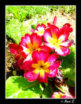 The Little Pink Flowers by Ana-D