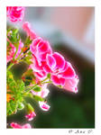 Little Flowers by Ana-D
