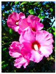 Pink by Ana-D