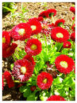 Red Flowers by Ana-D