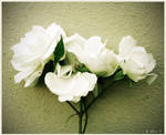 White Roses by Ana-D