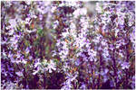 Rosemary by Ana-D