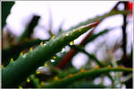 A Drop of Water by Ana-D
