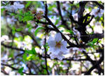 Little White Flower by Ana-D