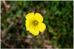 Yellow by Ana-D