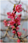Pink Spring by Ana-D