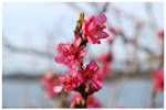 Pink and Blue by Ana-D