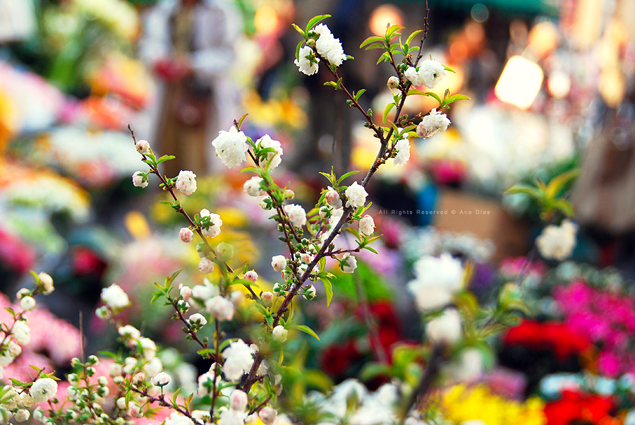 Campo De'Fiori