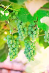 Grapes by Ana-D