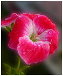 Flower by Ana-D