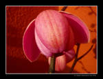 Bloom by Ana-D