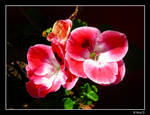 Pink Summer by Ana-D