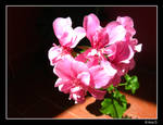More flowers by Ana-D