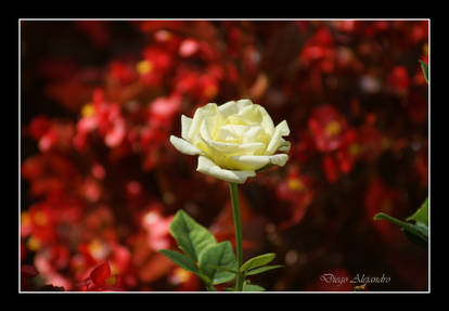 White on red