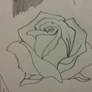 rose