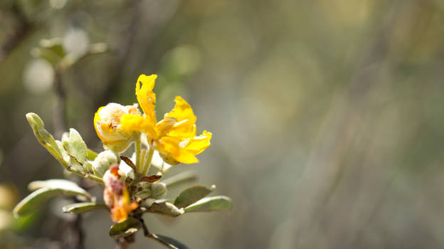 Flower.....it's yellow