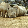 Three Rhino at Colchester Zoo