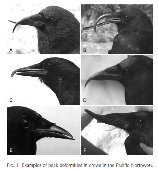 Ворон и ворона клюв. Черная птица с загнутым клювом. Клюв ворона. Черная птица с длинным изогнутым клювом. Ворона с длинным клювом.