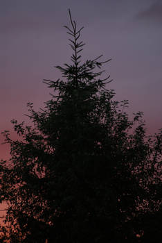 Sunrise 3 - tree on horizont