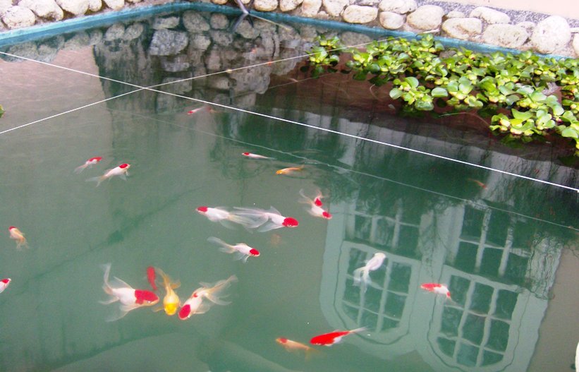 Japanese fishes 1