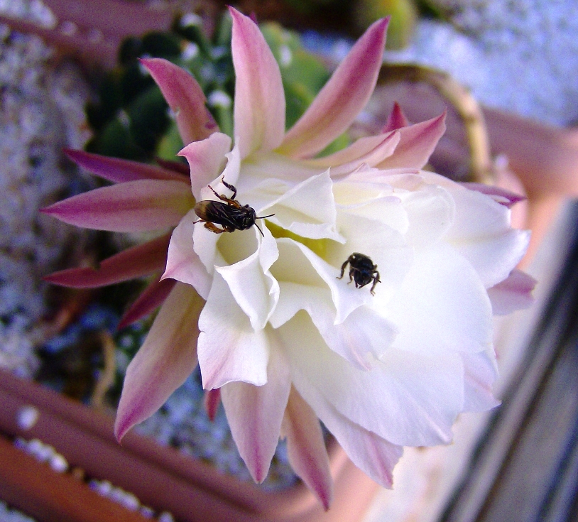 Bees on cactus flower 2