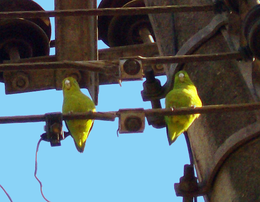 Parakeets on the city post