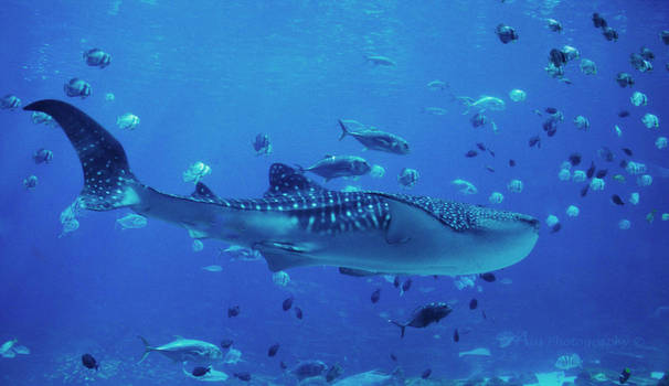 Whale Shark 1