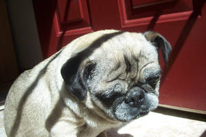 Old pug