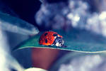 wet ladybug by black-sheep88