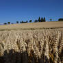 In the fields