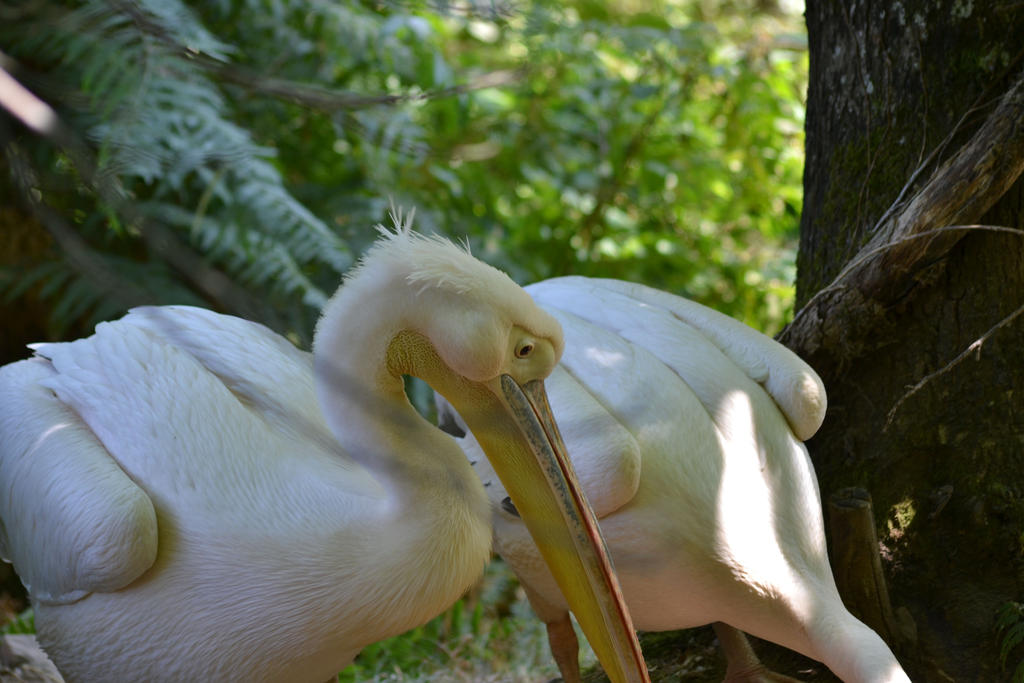 Pelican