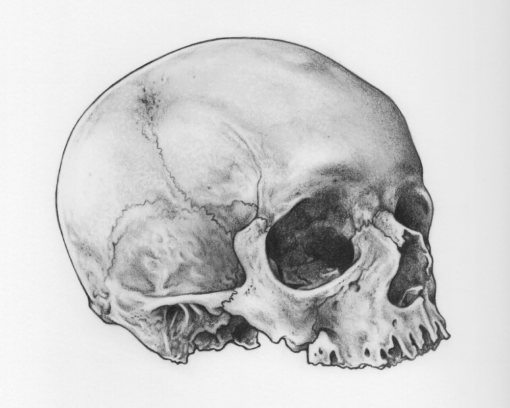 Skull