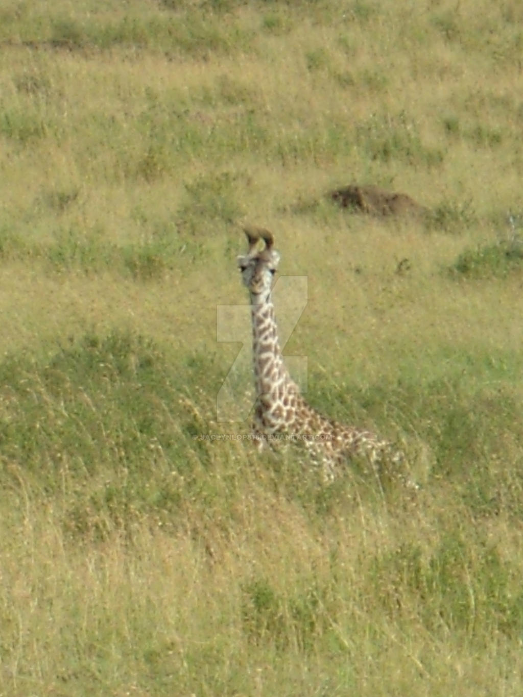 Resting Giraffe Calf