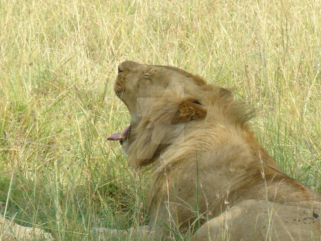 A Big Yawn