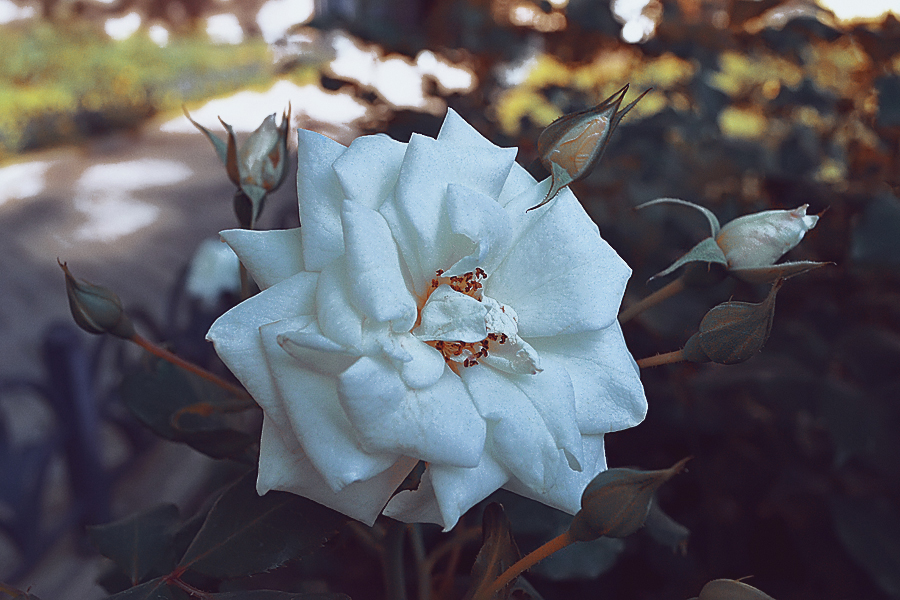 White Rose