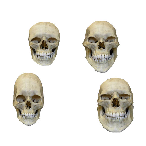 Fantasy Race Skulls By Onholyservicebound On Deviantart Fantasy Race Skulls By Onholyservicebound On Deviantart