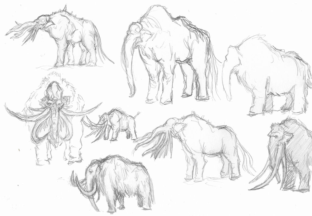 Elephant Species Concept sketches by OnHolyServiceBound on DeviantArt
