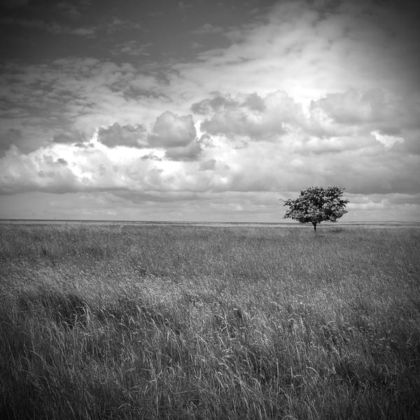 The wind