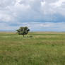 Tree stock