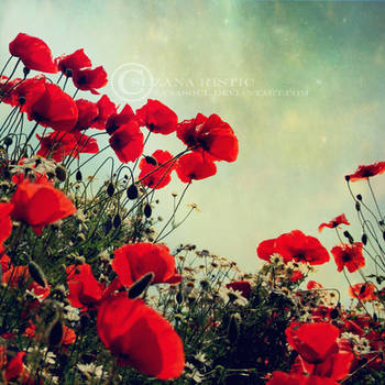 poppies