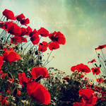 poppies by ZanaSoul