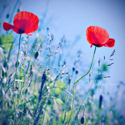 Dancing poppies