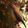 Cedar Waxwing