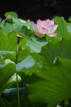 Lotus in Old Summer Palace