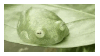 frog nature stamp