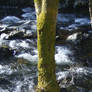 Moss Covered Tree