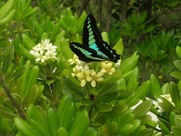 Futter Fly Flutter Fly by 7BlueHearts on DeviantArt