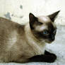 Siamese cat